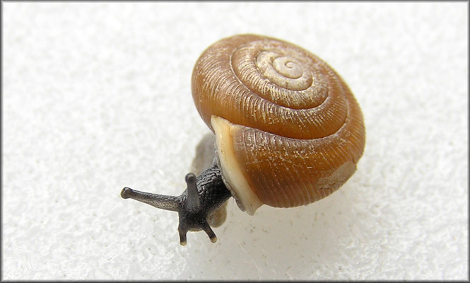 Triodopsis burchi Hubricht, 1950 Pittsylvania Threetooth