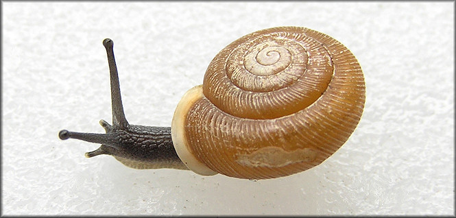 Triodopsis burchi Hubricht, 1950 Pittsylvania Threetooth