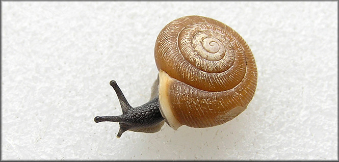 Triodopsis burchi Hubricht, 1950 Pittsylvania Threetooth