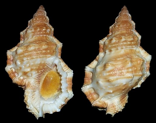 Dulcerana cubaniana (d'Orbigny, 1847) Granular Frogsnail