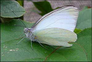 Great Southern White [Ascia monuste]