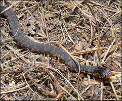 Florida Banded Water Snake [Nerodia fasciata pictiventris] Juvenile