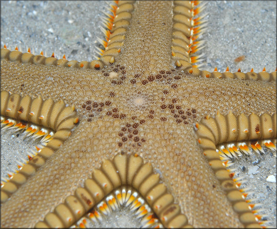 Astropecten duplicatus Two-spined Star Fish
