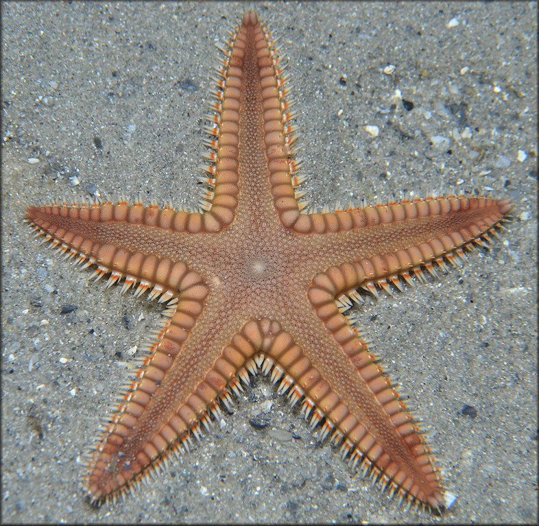 Astropecten duplicatus Two-spined Star Fish