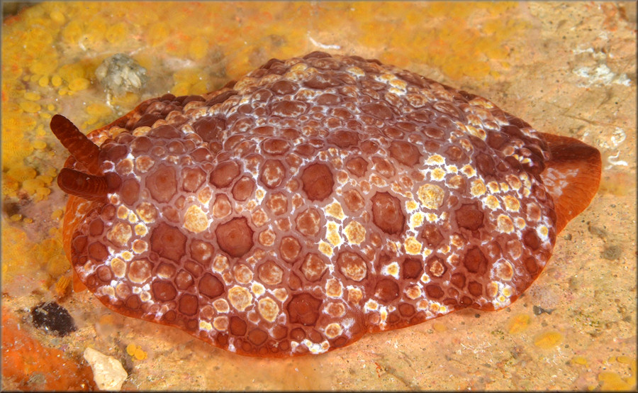 Pleurobranchus areolatus Mrch, 1863