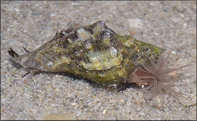 Stramonita rustica (Lamarck, 1822) Rustic Rocksnail