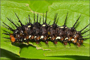 Julia [Dryas julia] Caterpillar