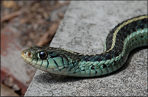 Eastern Garter Snake [Thamnophis sirtalis sirtalis]