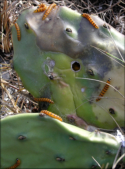 Cactus Moth Caterpillars [Cactoblastis cactorum]