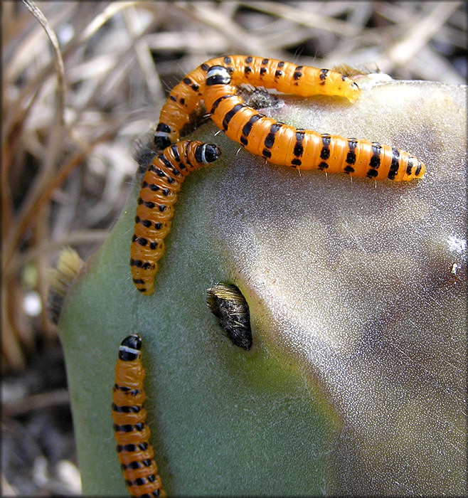 Cactus Moth Caterpillars [Cactoblastis cactorum]