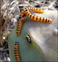 Cactus Moth Caterpillars [Cactoblastis cactorum]