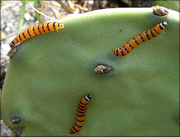 Cactus Moth Caterpillars [Cactoblastis cactorum]