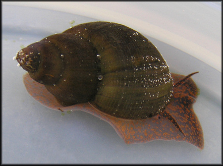 Campeloma floridense (Call, 1886) Purple-throat Campeloma