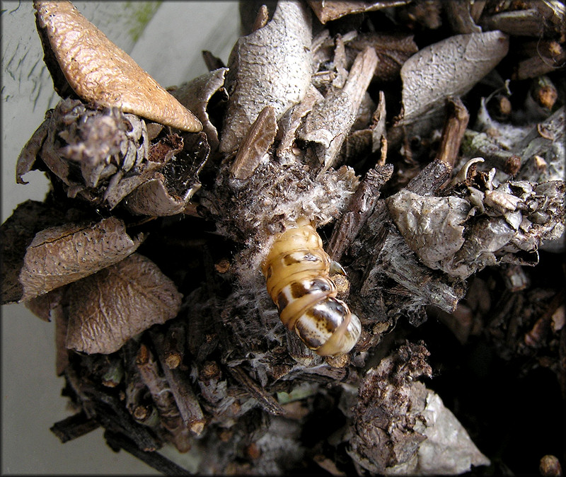 Bagworm Moth (Thyridopteryx ephemeraeformis) Female