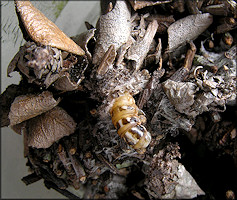 Bagworm Moth Thyridopteryx ephemeraeformis Female