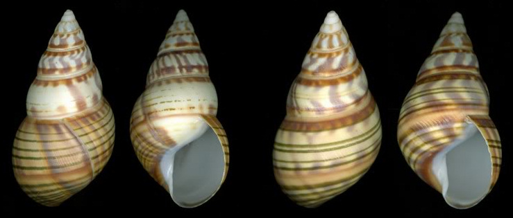 Liguus fasciatus archiejonesi Cox 2008