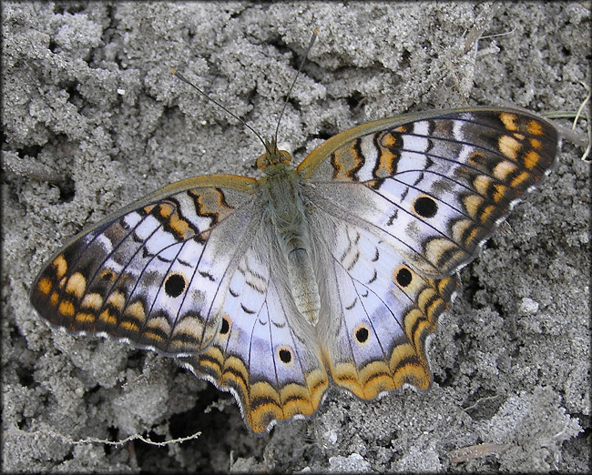 White Peacock [Anartia jatrophae]