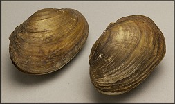 Lampsilis siliquoidea, Rock River, Bryon, Illinois