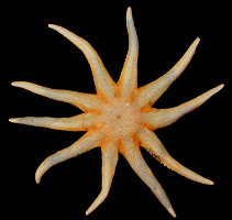 Solaster species E "Kessler's Sun Star"