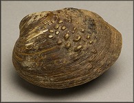 Cyclonaias tuberculata, Rock River, Byron, Illinois