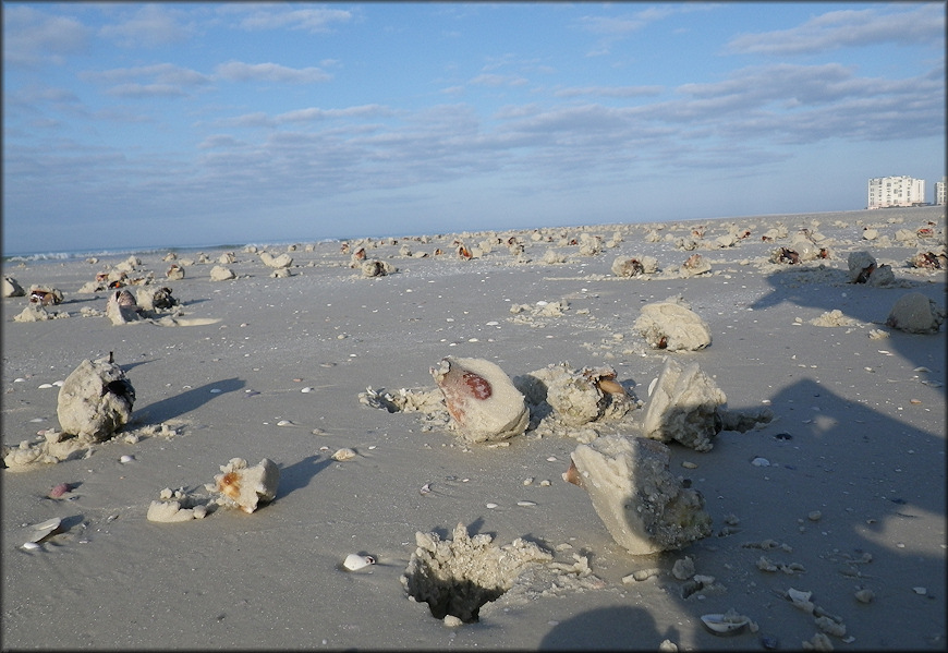 Strombus alatus Gmelin, 1791 Florida Fighting Conch In Situ