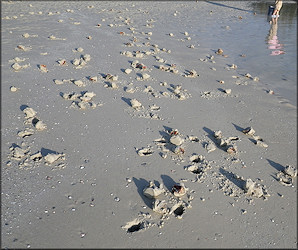 Strombus alatus Gmelin, 1791 Florida Fighting Conch In Situ