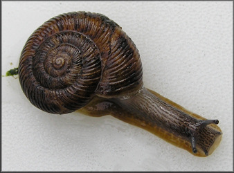 Anguispira strongylodes (L. Pfeiffer, 1854) Southeastern Tigersnail