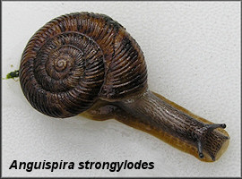 Anguispira strongylodes (L. Pfeiffer, 1854) Southeastern Tigersnail