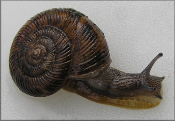 Anguispira strongylodes (L. Pfeiffer, 1854) Southeastern Tigersnail