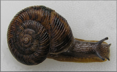 Anguispira strongylodes (L. Pfeiffer, 1854) Southeastern Tigersnail