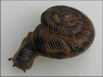 Anguispira strongylodes (L. Pfeiffer, 1854) Southeastern Tigersnail