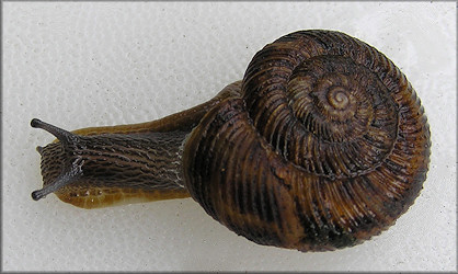 Anguispira strongylodes (L. Pfeiffer, 1854) Southeastern Tigersnail