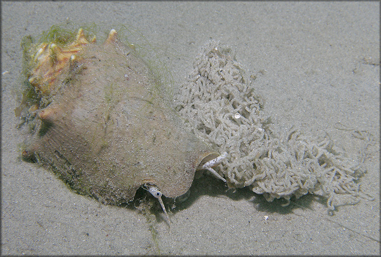 Strombus alatus Gmelin, 1791 In Situ