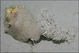 Strombus alatus depositing gelatinous egg strands