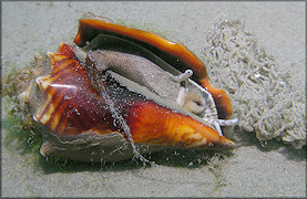 Strombus alatus depositing gelatinous egg strands