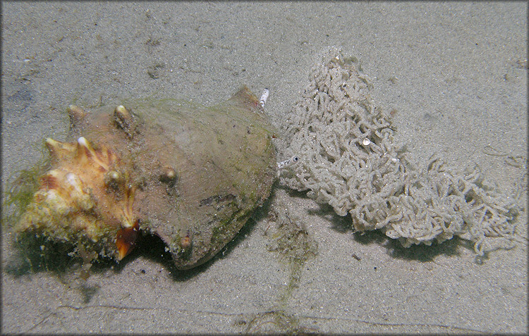 Strombus alatus Gmelin, 1791 In Situ