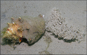 Strombus alatus depositing gelatinous egg strands