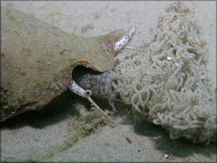 Strombus alatus Gmelin, 1791 In Situ