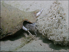 Strombus alatus depositing gelatinous egg strands