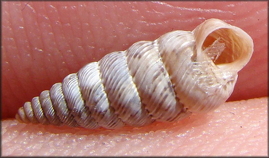 Microceramus pontificus (Gould, 1848) Pontiff Urocoptid