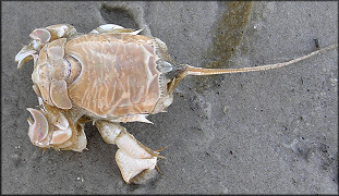 Probably Albunea catherinae Mole Crab