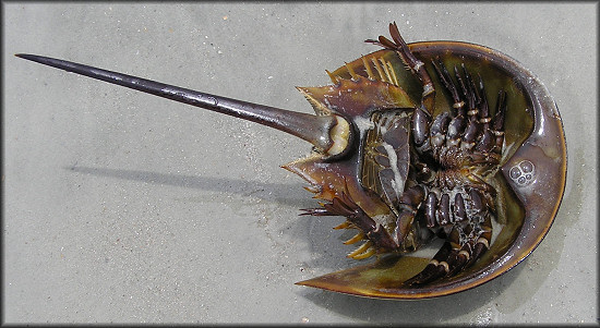 Limulus polyphemus Atlantic Horseshoe Crab