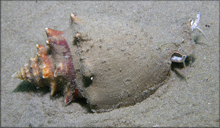 Strombus alatus Gmelin, 1791 In Situ