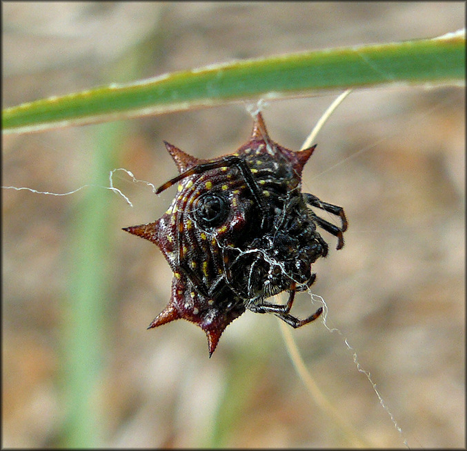 Spiny Orb Weaver Spider [Gasteracantha cancriformis]