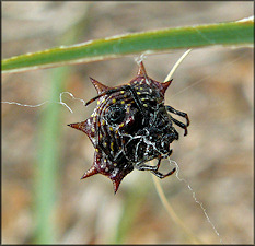 Spiny Orb Weaver Spider [Gasteracantha cancriformis]