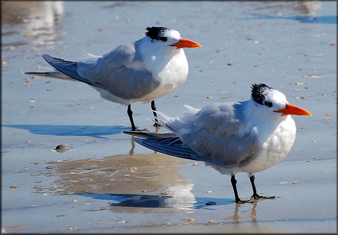 Sterna maxima Royal Tern