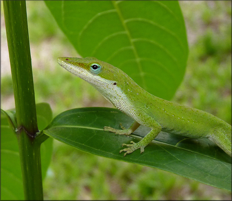 Green Anole [Anolis carolinensis] 