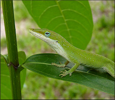 Green Anole [Anolis carolinensis] 