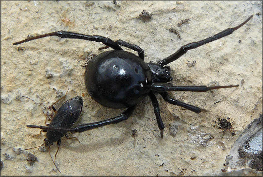 Southern Black Widow [Latrodectus mactans]