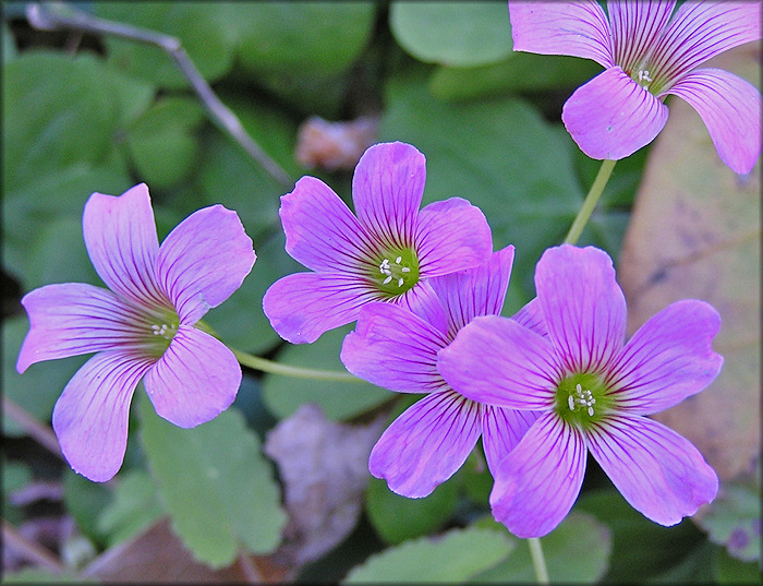 Violet Wood Sorrel [Oxalis violacea]